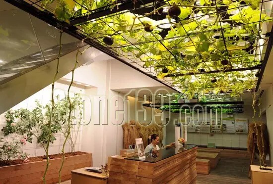 石材從業者的工作環境夢想終極篇 辦公室的綠色