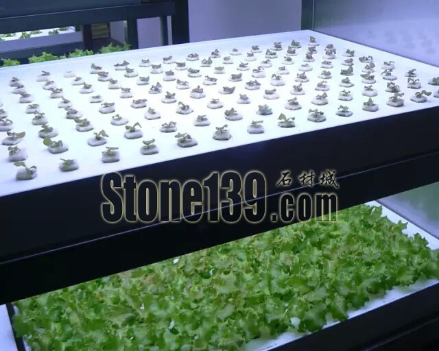 石材從業者的工作環境夢想終極篇 辦公室的綠色