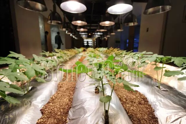 石材從業者的工作環境夢想終極篇 辦公室的綠色