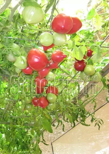 石材從業者的工作環境夢想終極篇 辦公室的綠色