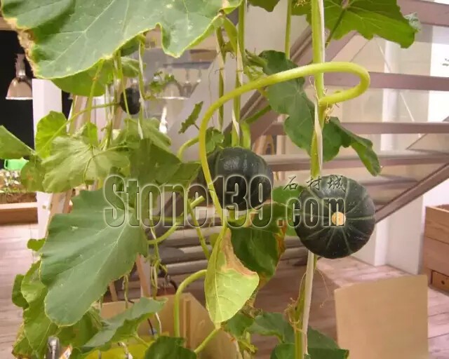 石材從業者的工作環境夢想終極篇 辦公室的綠色