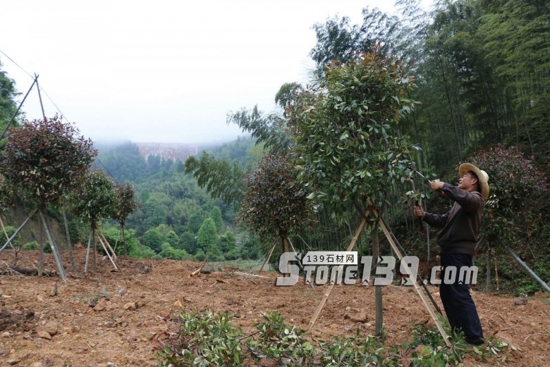邊開礦邊種樹,福建富強石材企業為什么要這樣做?