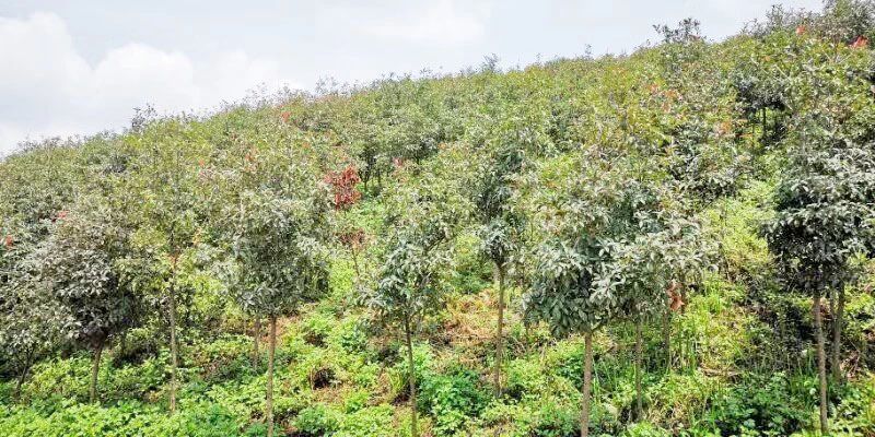 礦山環(huán)境&ldquo;開發(fā)式治理&rdquo;之路如何走？