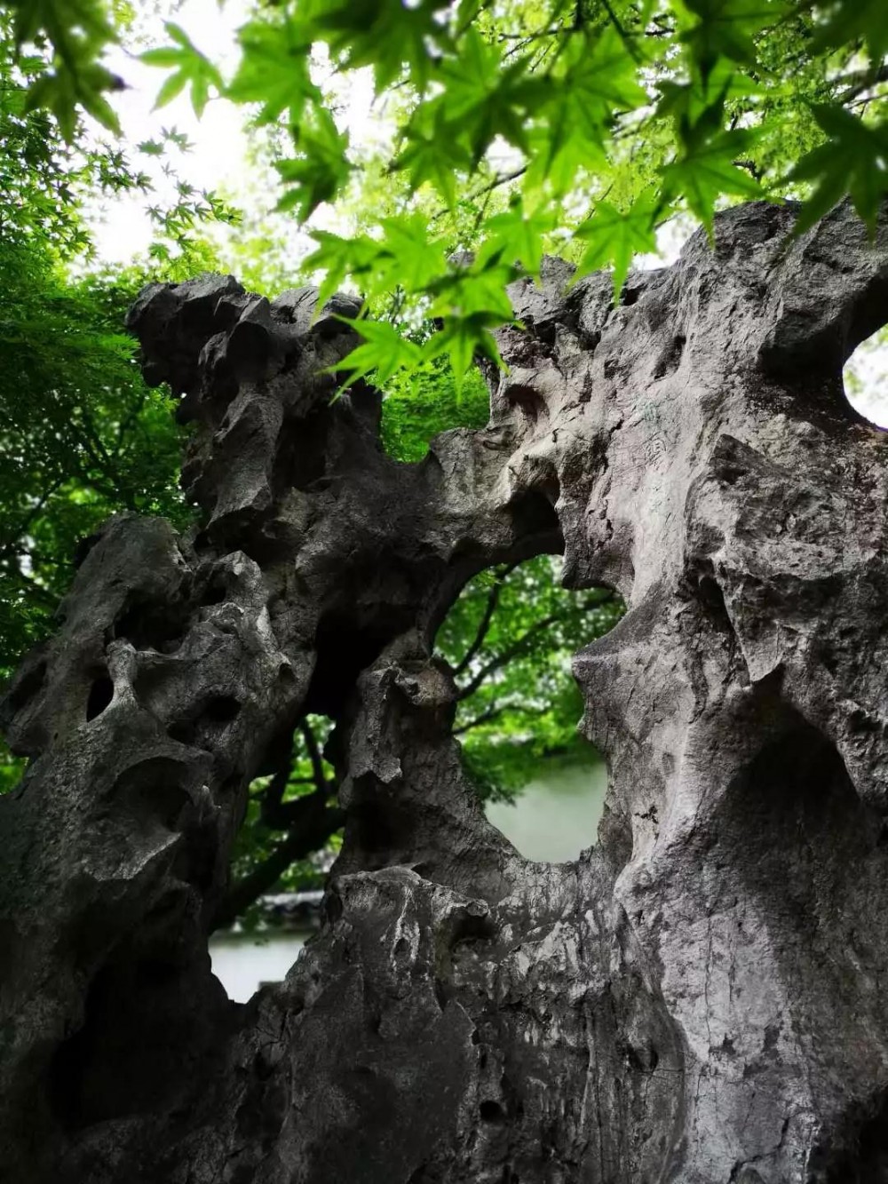 中國(guó)太湖石之南北差異 留園內(nèi)的傳奇太湖石