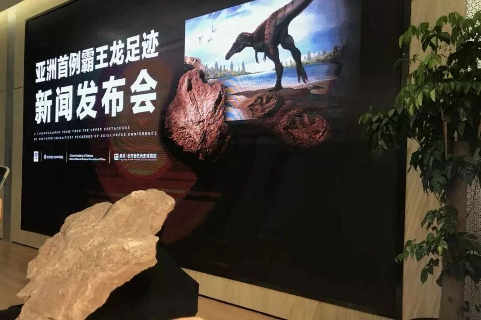 中國發現霸王龍足跡,收藏于南安水頭鎮英良世界石材自然歷史博物館