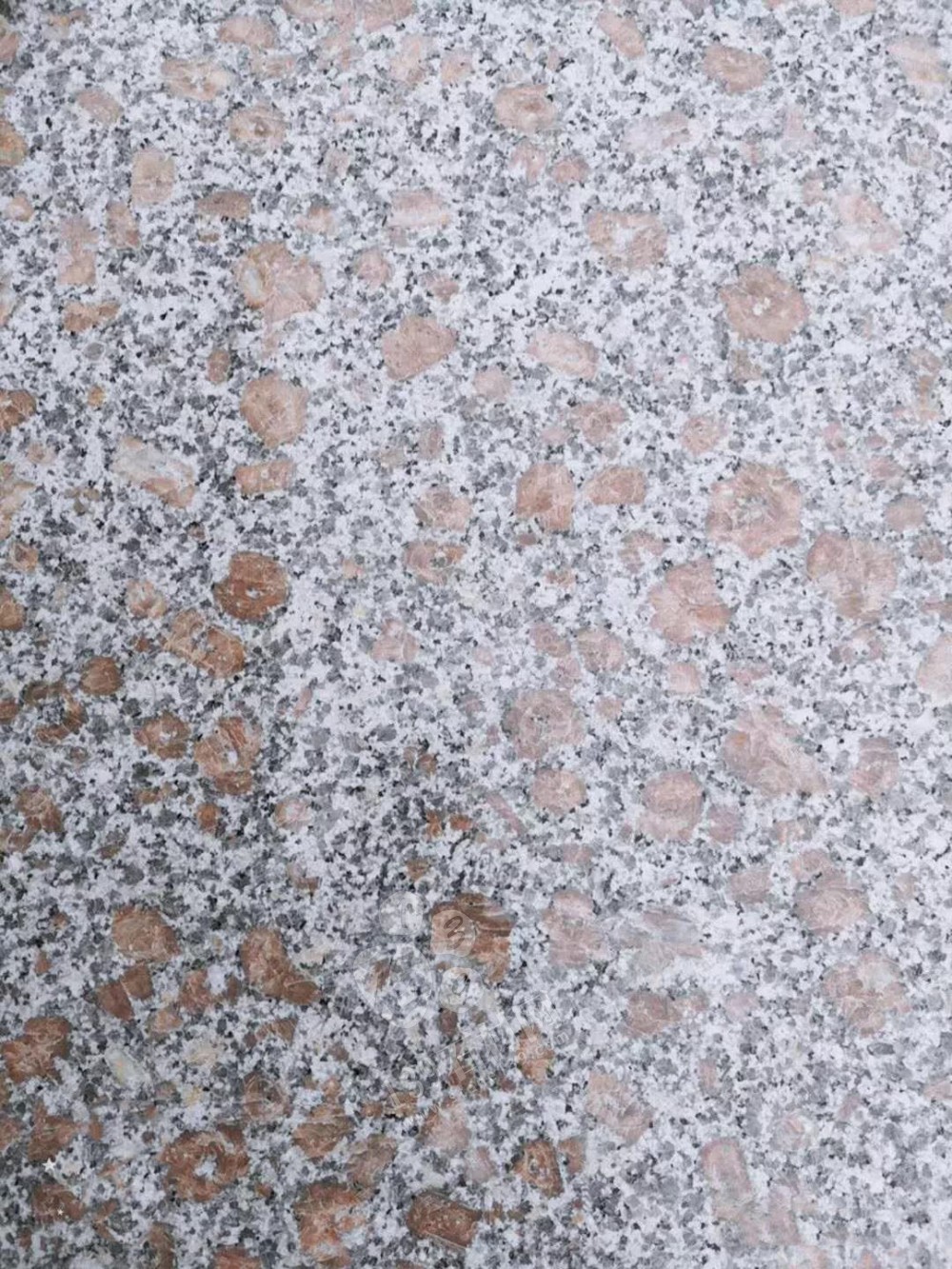 山東招遠珍珠花、珍珠紅、珍珠灰