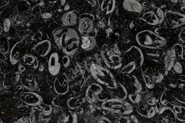 貴州【正安縣貴福石業】海貝花大理石