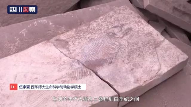 眉山首例!丹棱幸福古村發(fā)現(xiàn)疑距今約一億三千五百萬年的“魚化石”!