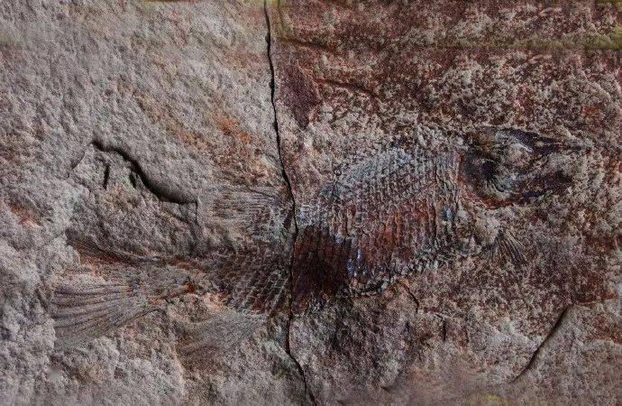 眉山首例!丹棱幸福古村發(fā)現(xiàn)疑距今約一億三千五百萬年的“魚化石”!