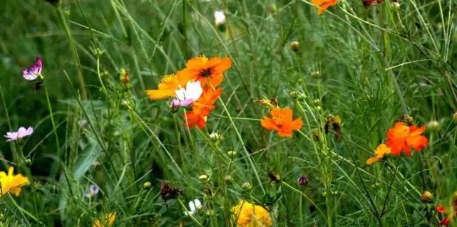 漳浦問題礦山生態(tài)圓滿修復(fù),全縣石材企升級27家企業(yè)復(fù)電復(fù)產(chǎn),獲中國環(huán)境報(bào)好評