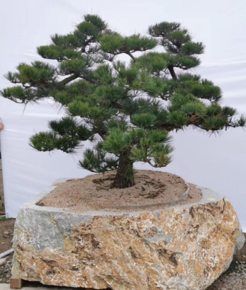 晏輝：用石材做的花盆真的人見人愛，每一款都獨具味道